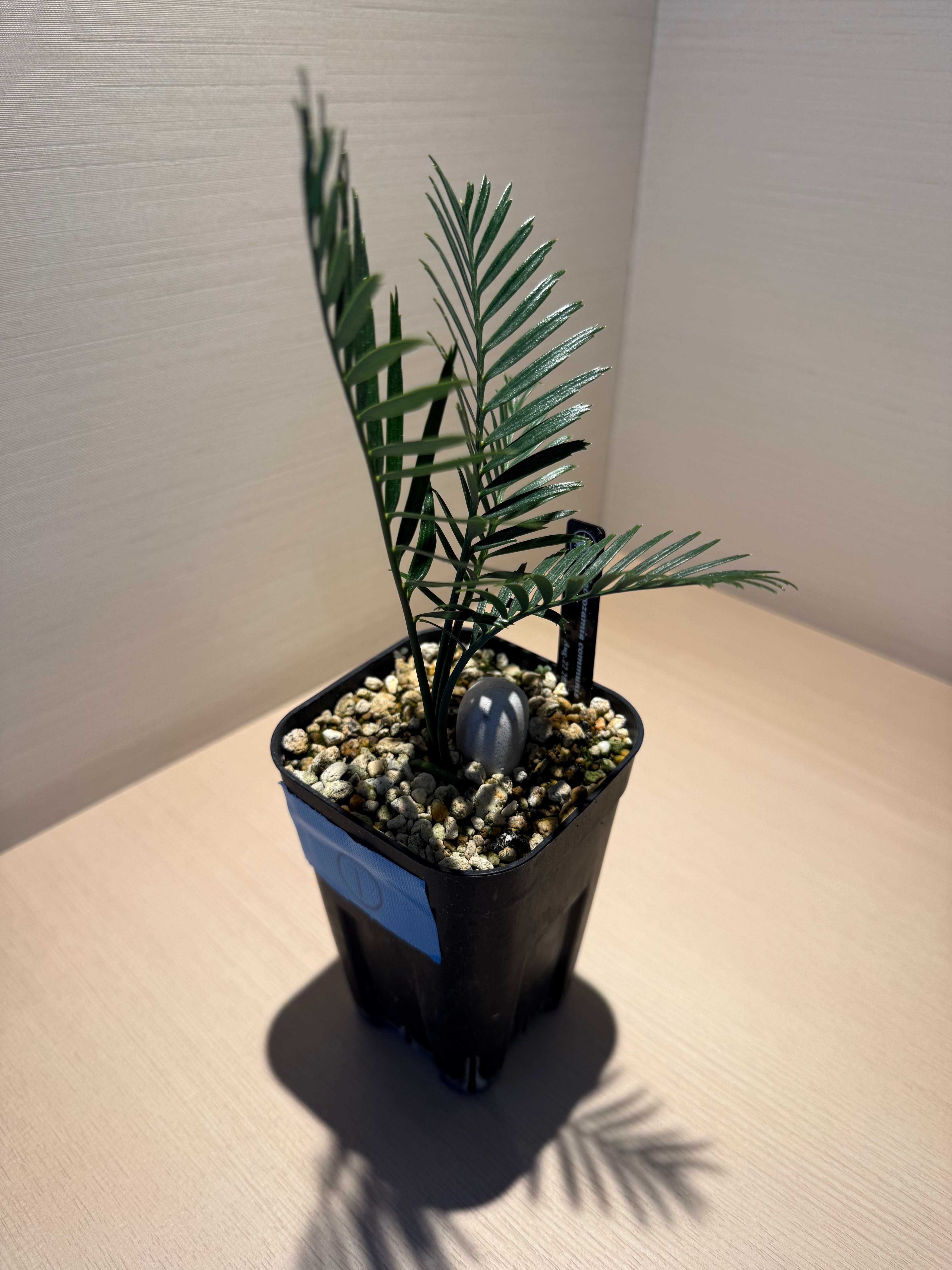 【現品】マクロザミア・コムニス　Macrozamia communis　8号S4 マクロザミア・コムニス（Macrozamia communis) ① | MINO GREEN