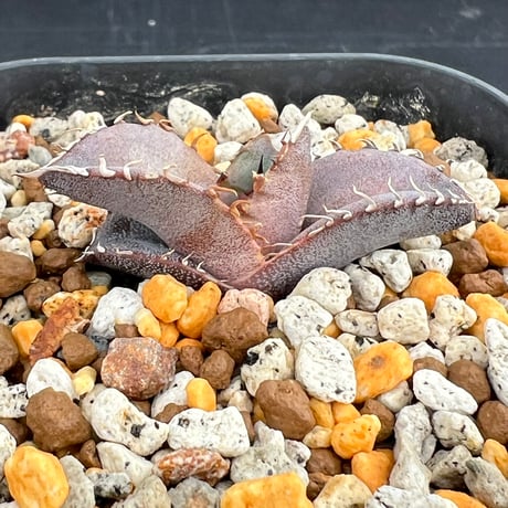 【アガベ オテロイ 実生】Agave oteroi seedling