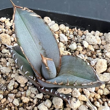 【アガベ ホリダ 実生】Agave horrida（oteroi） seedling