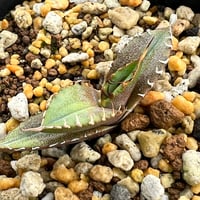 アガベ オテロイ 実生】Agave oteroi seedling | MINO GREEN