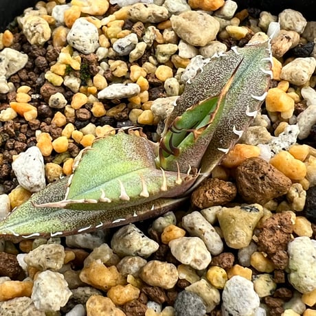 【アガベ オテロイ 実生】Agave oteroi seedling