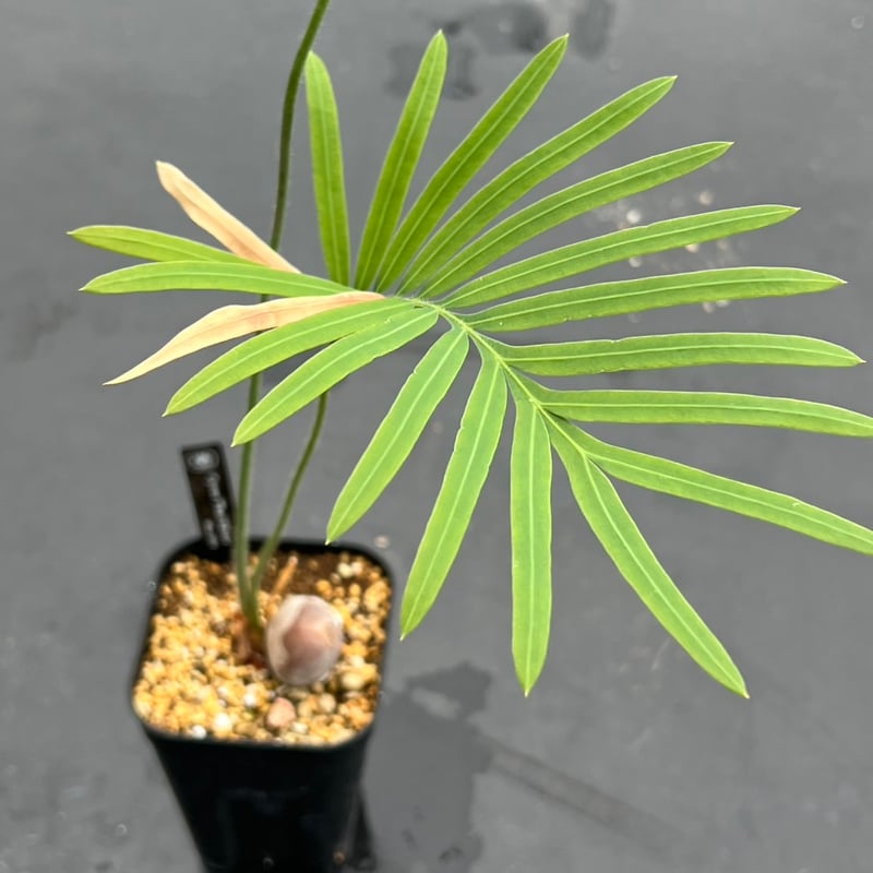 サイカス タイシルバー（Cycas sp Thai Silver）② | MINO GREEN