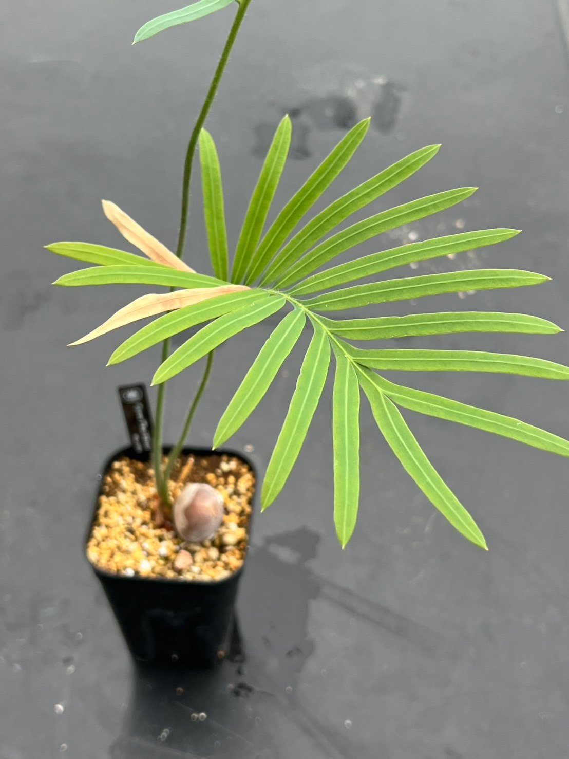 サイカス タイシルバー（Cycas sp Thai Silver）② | MINO GREEN