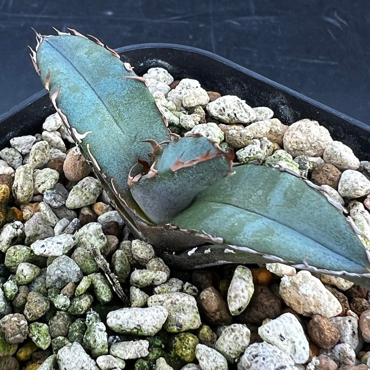 アガベ チタノタブルー 実生】Agave titanota blue seedling |