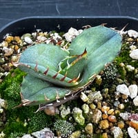 【アガベ オテロイ 実生】Agave oteroi seedling