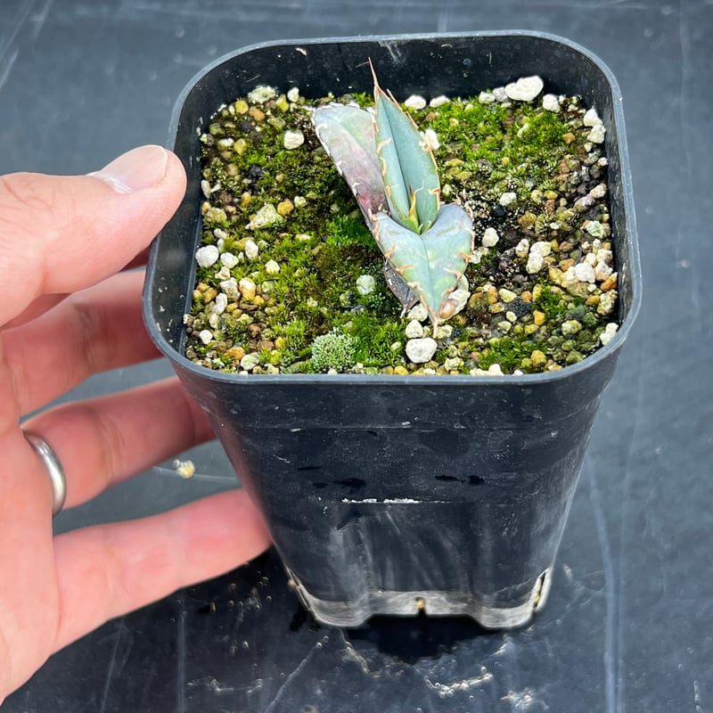 アガベ オテロイ 実生】Agave oteroi seedling | MINO GREEN