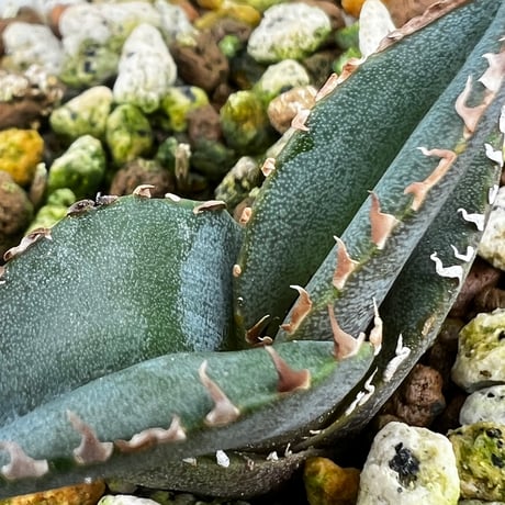 【アガベ チタノタブルー 実生】Agave  titanota blue seedling