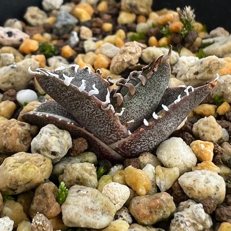 【アガベ オテロイ 実生】Agave oteroi seedling