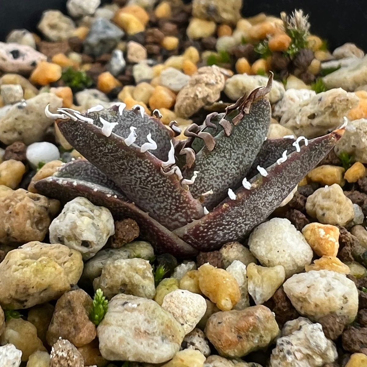 アガベ オテロイ 実生】Agave oteroi seedling | MINO GREEN