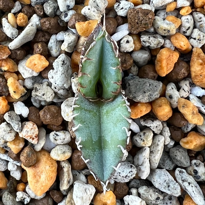 アガベ チタノタブルー 実生】Agave titanota blue seedling |