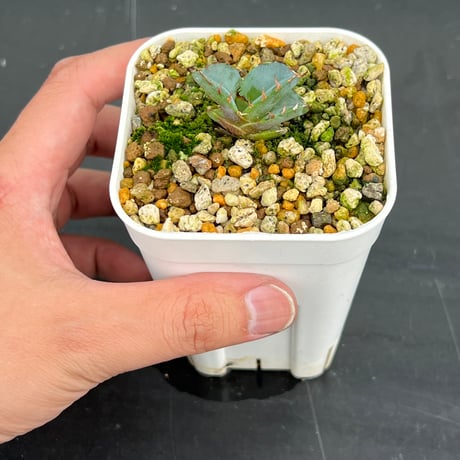 【アガベ チタノタブルー 実生】Agave  titanota blue seedling