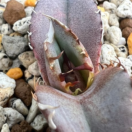 【アガベ オテロイ 実生】Agave oteroi seedling