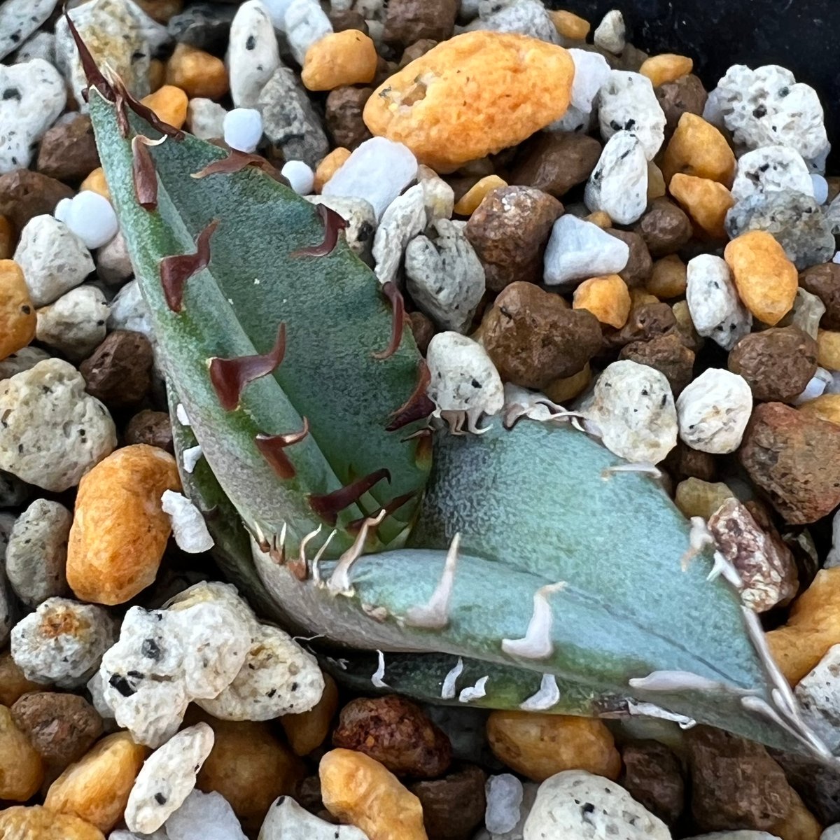 アガベ チタノタブルー 実生】Agave titanotablue seedling |