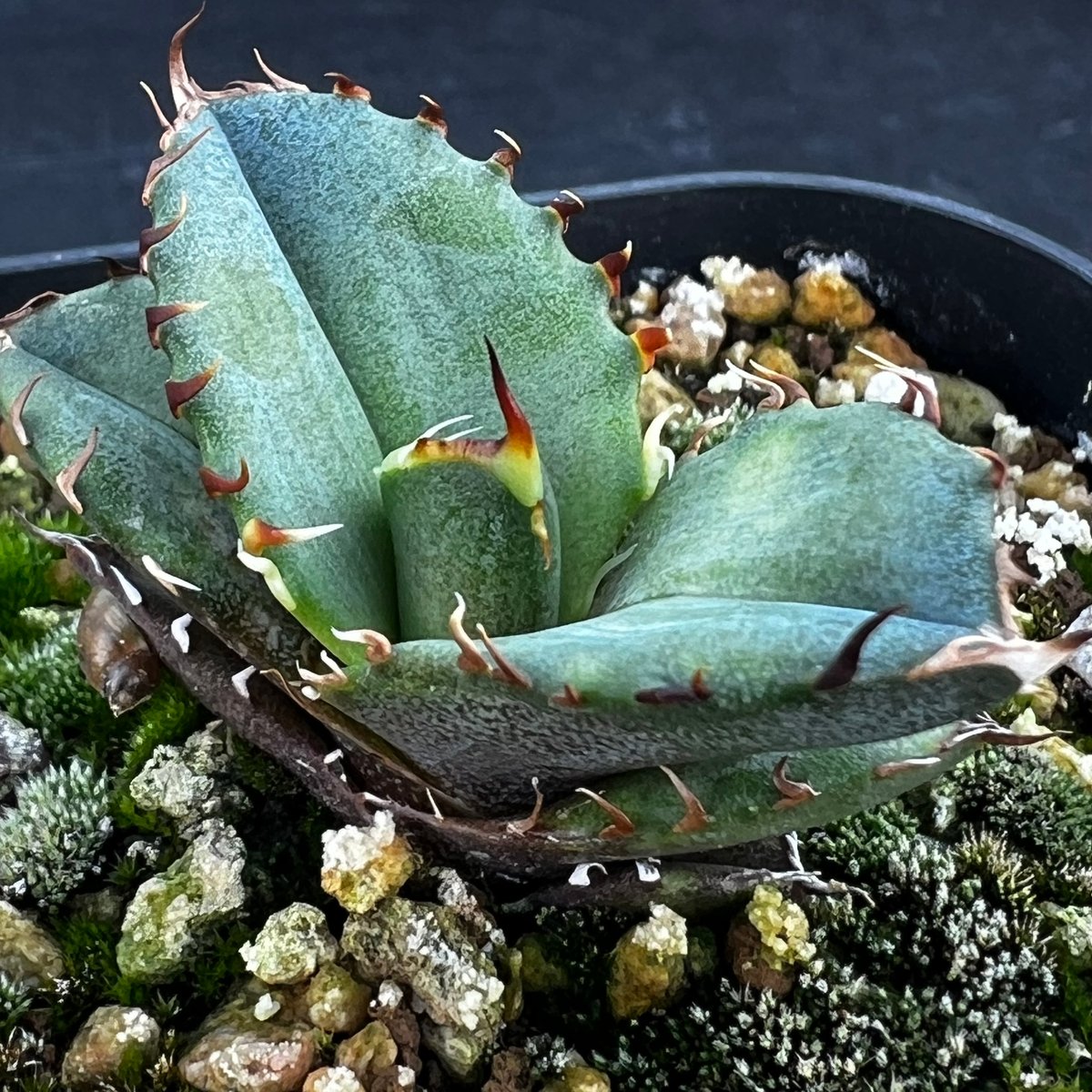 アガベ オテロイ 実生】Agave oteroi seedling | MINO GREEN