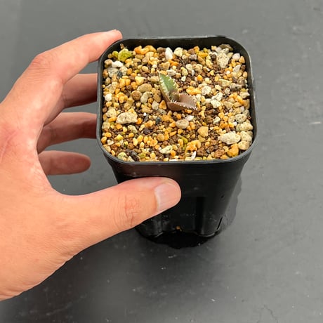 【アガベ オテロイ 実生】Agave oteroi seedling
