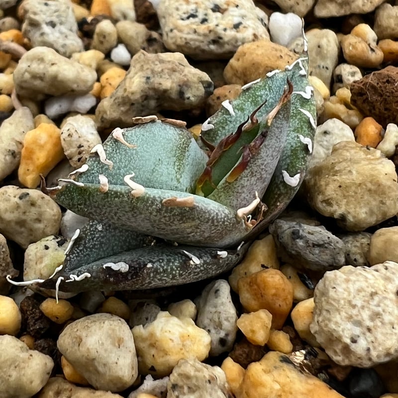アガベ チタノタブルー 実生】Agave titanota blue seedling |