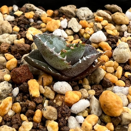 【アガベ チタノタブルー 実生】Agave titanota blue seedling