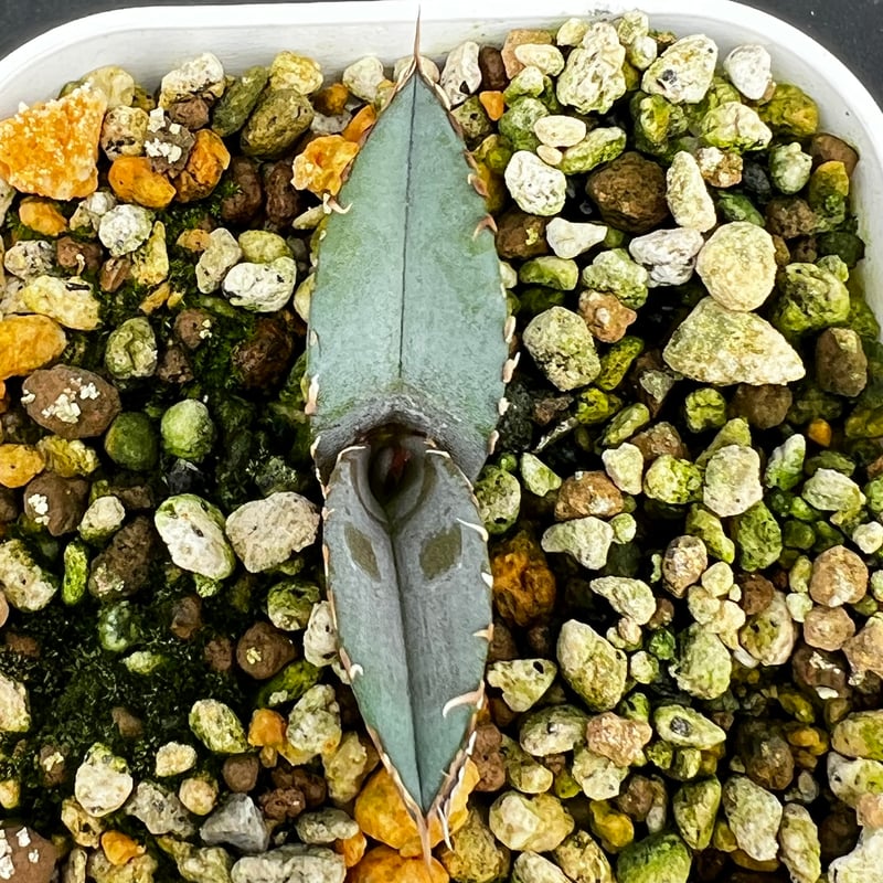 アガベ チタノタブルー 実生】Agave titanota blue seedling |