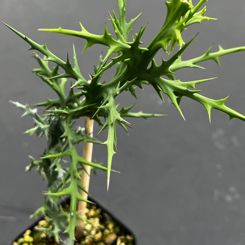 実生株】Euphorbia stenoclada ユーフォルビア・ステノクラーダ | MIN