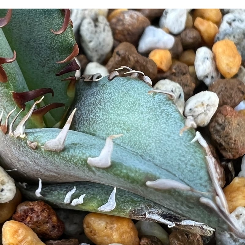 アガベ チタノタブルー 実生】Agave titanota blue seedling |