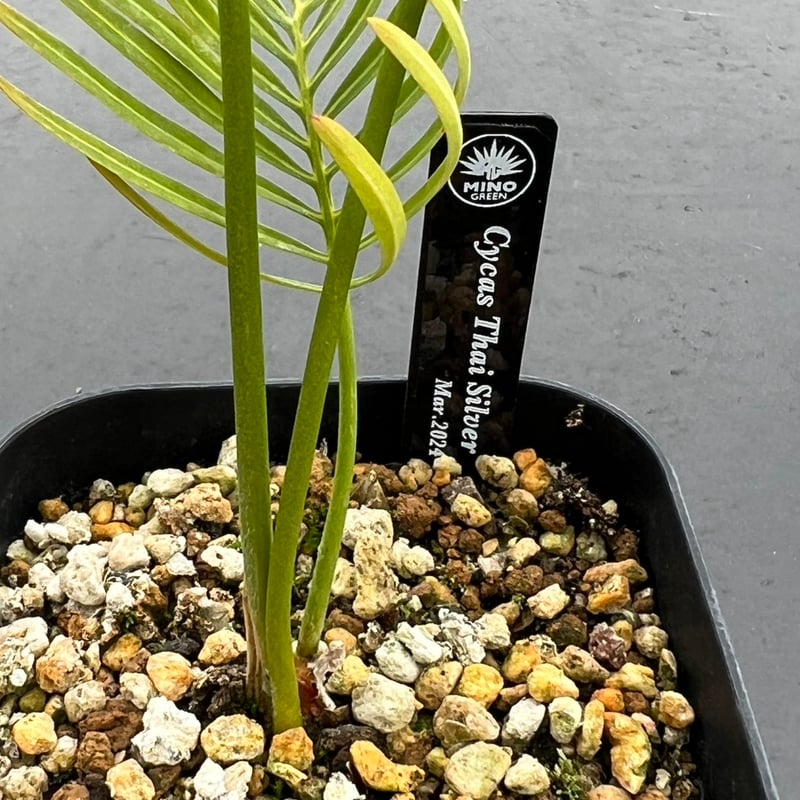 サイカス タイシルバー（Cycas sp Thai Silver）③ | MINO GREEN