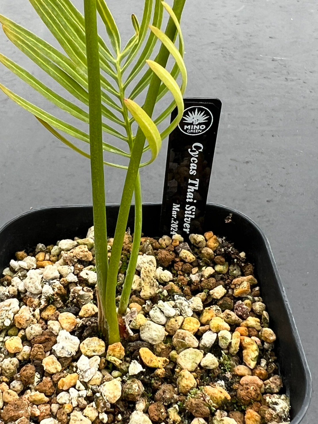 サイカス タイシルバー（Cycas sp Thai Silver）③ | MINO GREEN