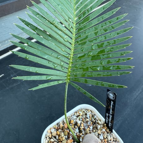 ディオーン・エデュレ（Dioon edule 'Palma Sola'）②