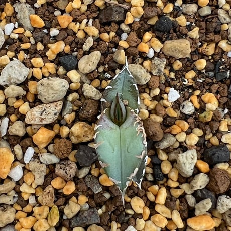 【アガベ チタノタブルー 実生】Agave titanota blue seedling