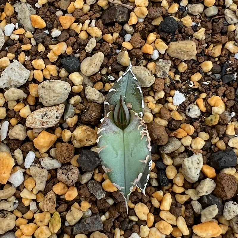 Agave Europe seedling アガベ チタノタ ヨーロッパ 実生 アガベ チタノタブルー 実生】Agave titanota blue seedling |