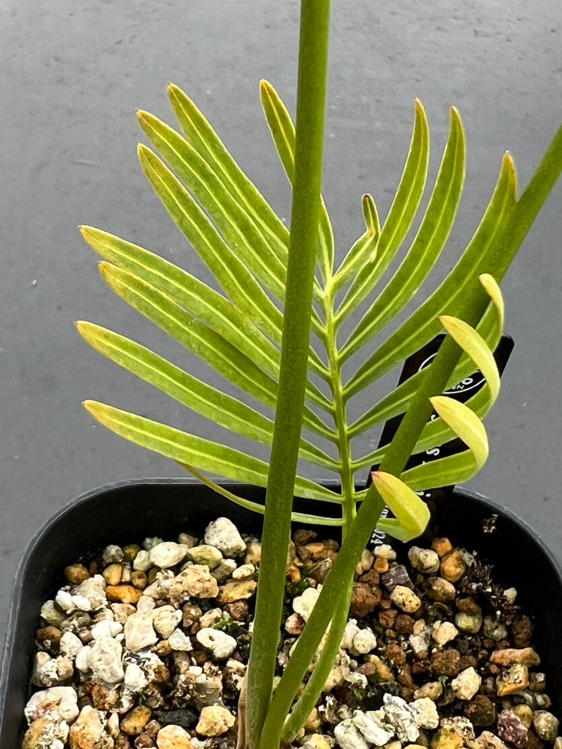 【現品】銀色に輝くタイシルバー　タイ原産銀葉ソテツ　サイカス　10号　SF番 サイカス タイシルバー（Cycas sp Thai Silver）③ | MINO GREEN