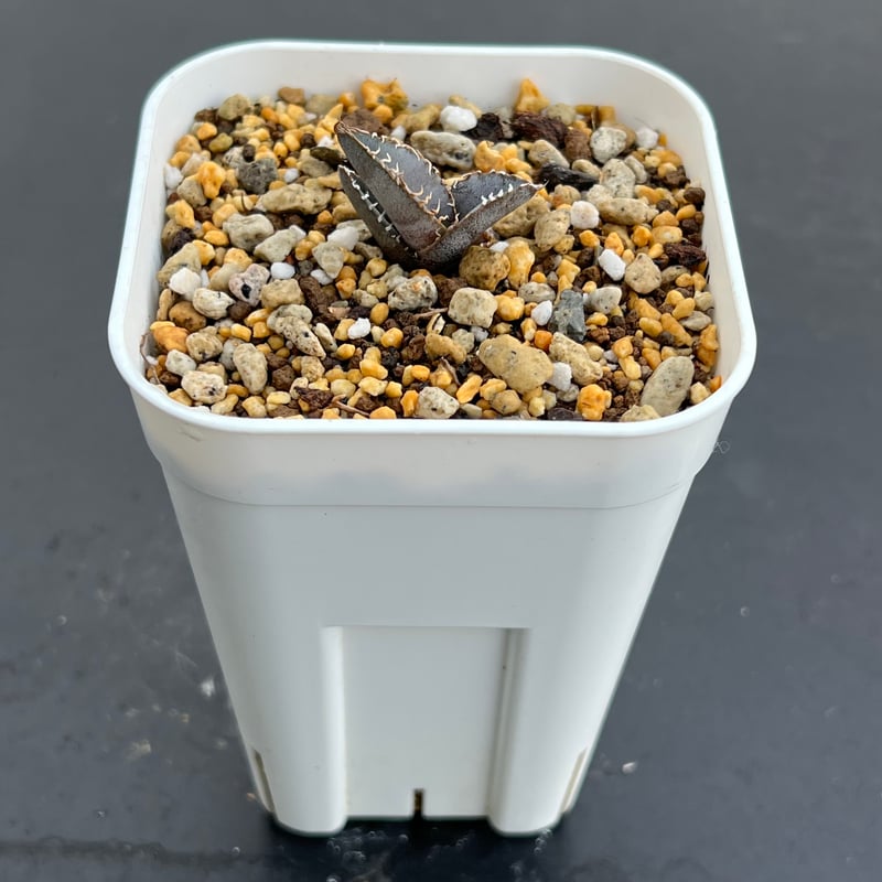 アガベ チタノタブルー 実生】Agave titanota blue seedling |
