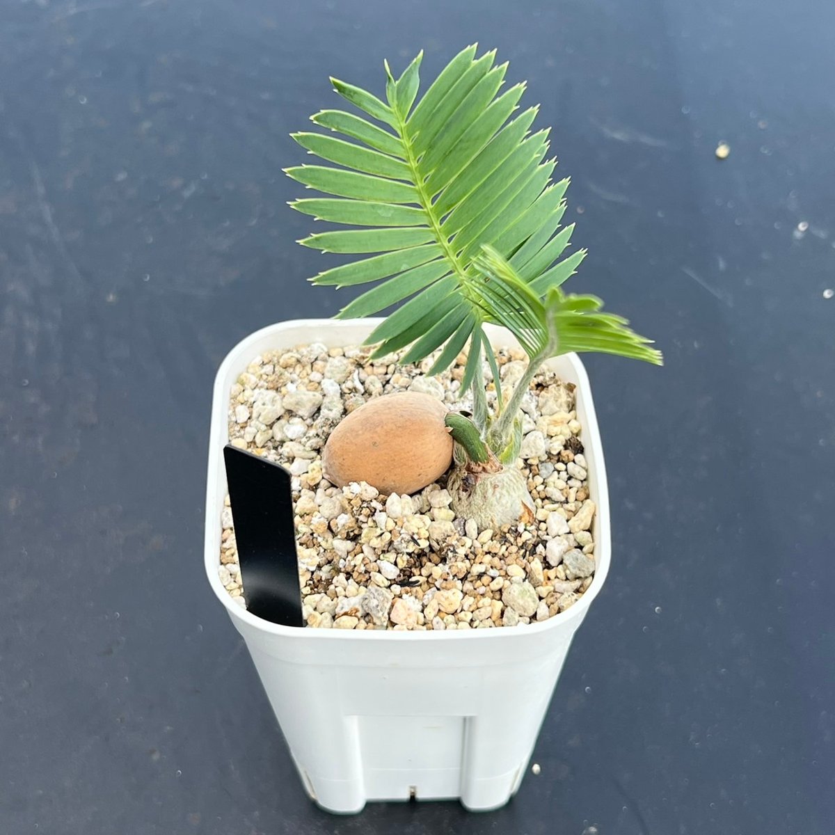 ディオーン・エデュレ（Dioon edule 'Palma Sola'）③ | MINO GREEN