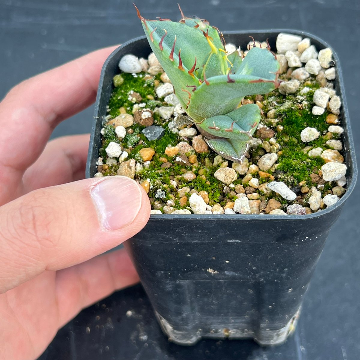 オテロイ　実生　ブルー葉 アガベ オテロイ 実生】Agave oteroi seedling | MINO GREEN