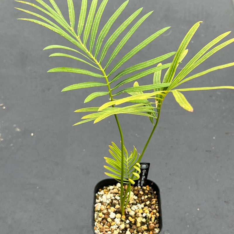 サイカス タイシルバー（Cycas sp Thai Silver）③ | MINO GREEN