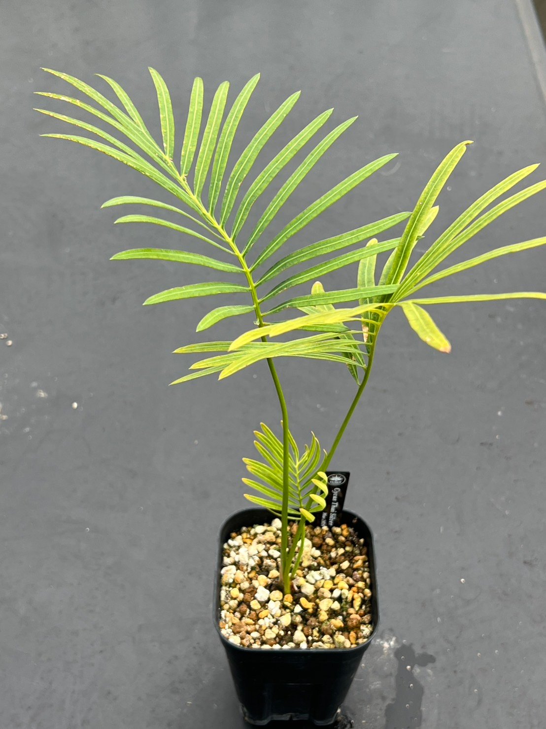 サイカス タイシルバー（Cycas sp Thai Silver）③ | MINO GREEN