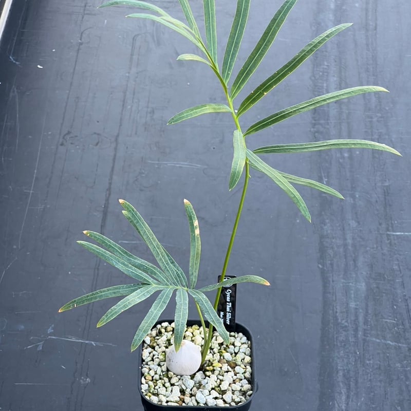 サイカス タイシルバー（Cycas sp Thai Silver）② | MINO GREEN
