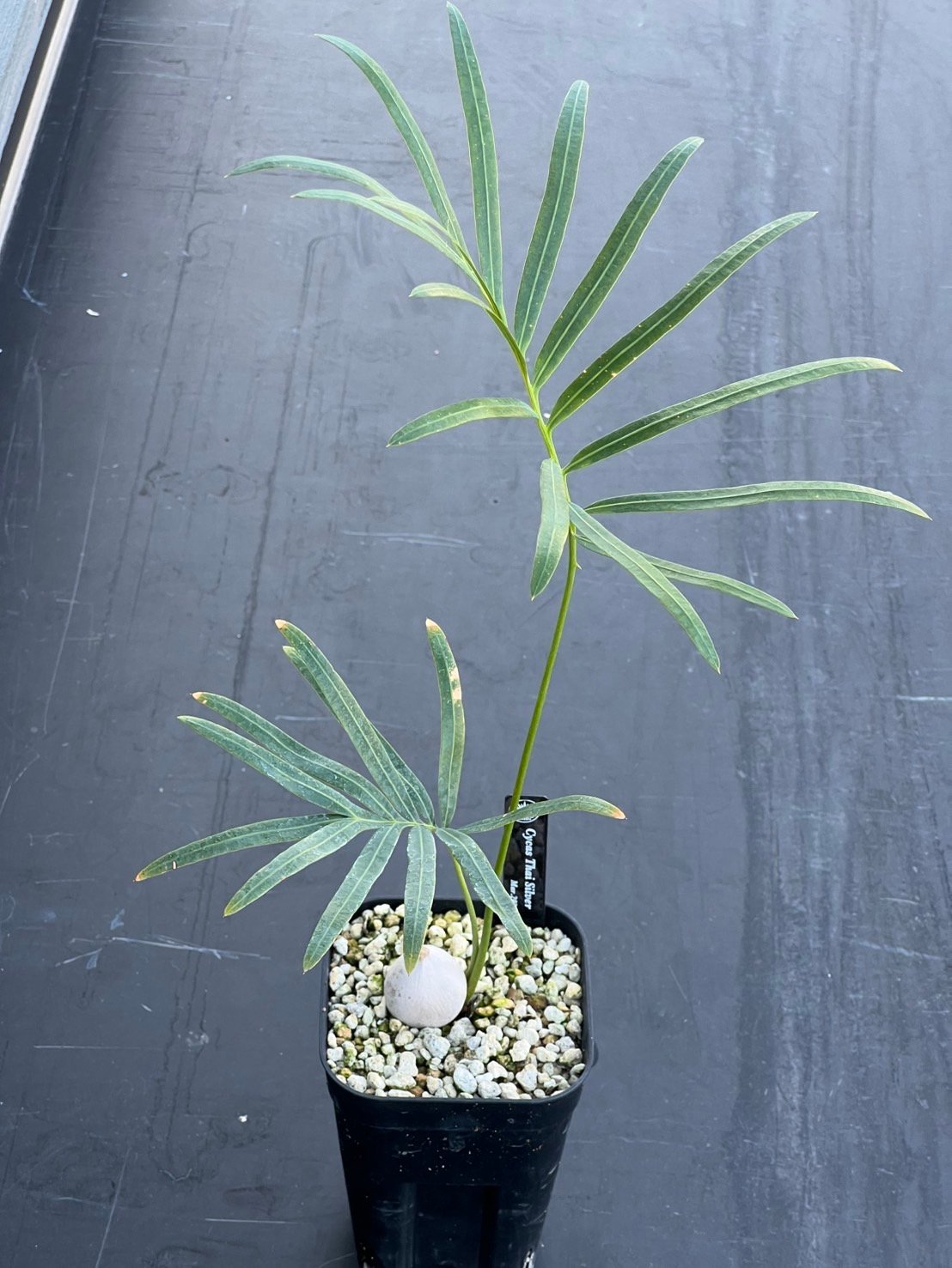 サイカス タイシルバー（Cycas sp Thai Silver）② | MINO GREEN