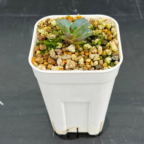 【アガベ チタノタブルー 実生】Agave  titanota blue seedling