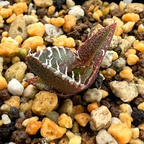 【アガベ オテロイ 実生】Agave oteroi seedling