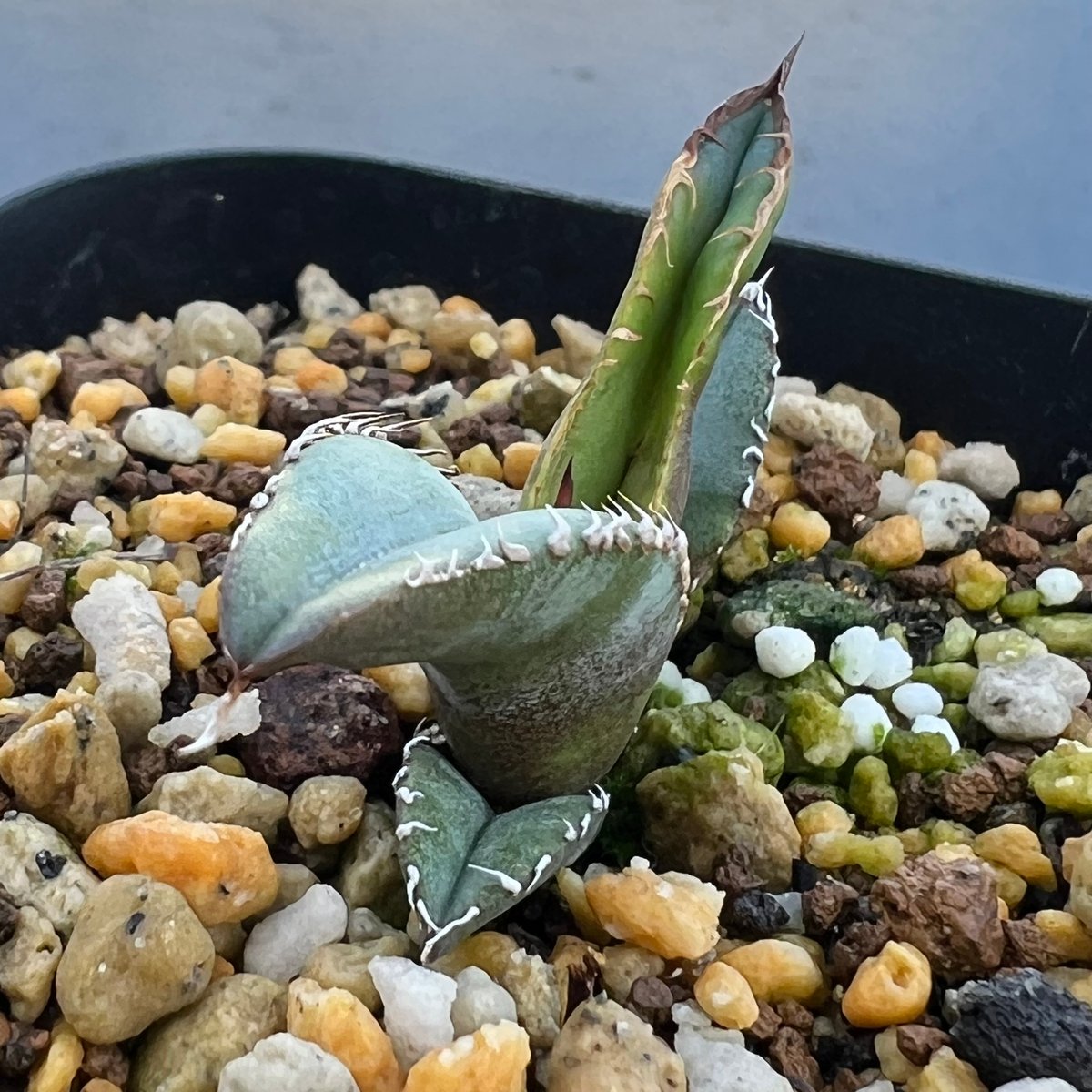 アガベ チタノタブルー 実生】Agave titanota blue seedling |
