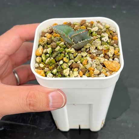 【アガベ チタノタブルー 実生】Agave  titanota blue seedling