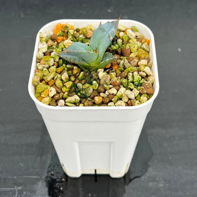 アガベ チタノタブルー 実生】Agave titanota blue seedling |