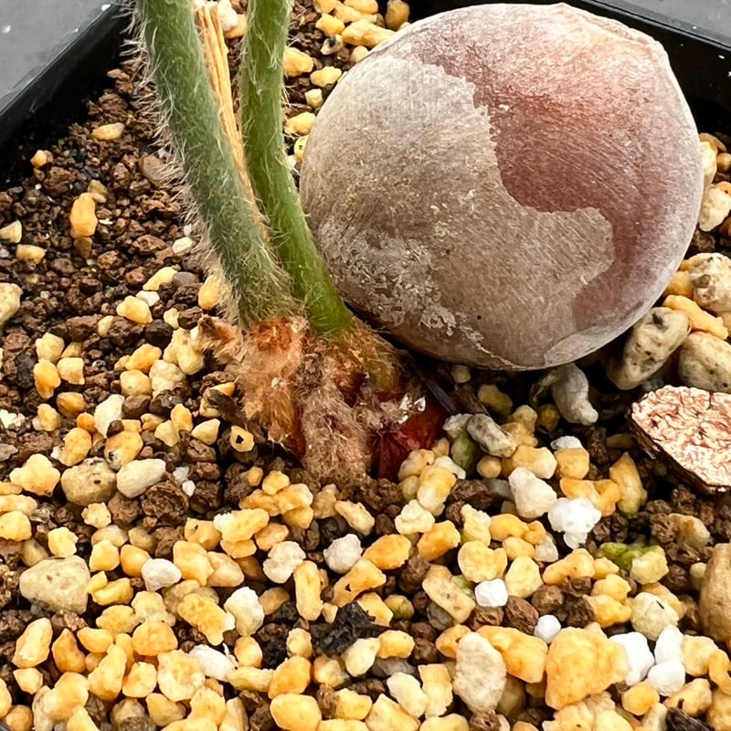 サイカス タイシルバー（Cycas sp Thai Silver）② | MINO GREEN