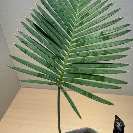 ディオーン・エデュレ（Dioon edule 'Palma Sola'）②