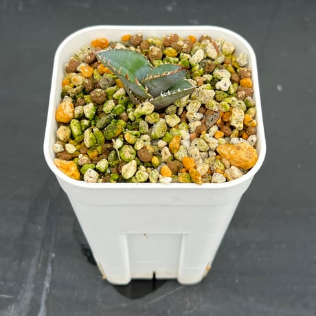 【アガベ チタノタブルー 実生】Agave  titanota blue seedling
