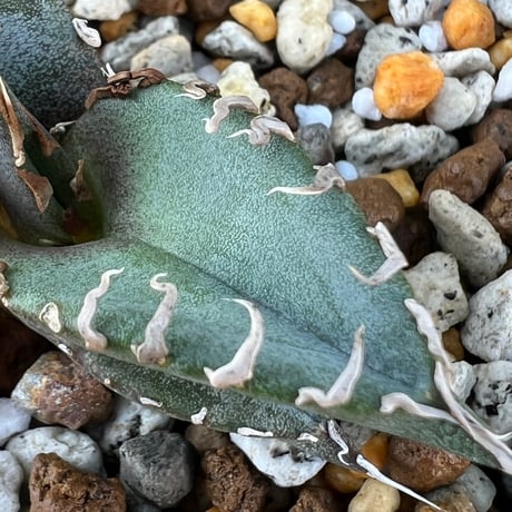 【アガベ チタノタブルー 実生】Agave  titanota blue seedling