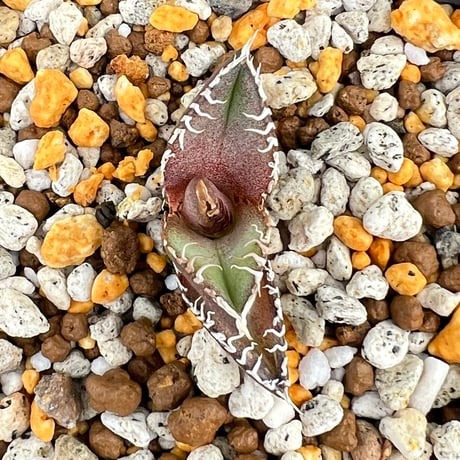 【アガベ オテロイ 実生】Agave oteroi seedling