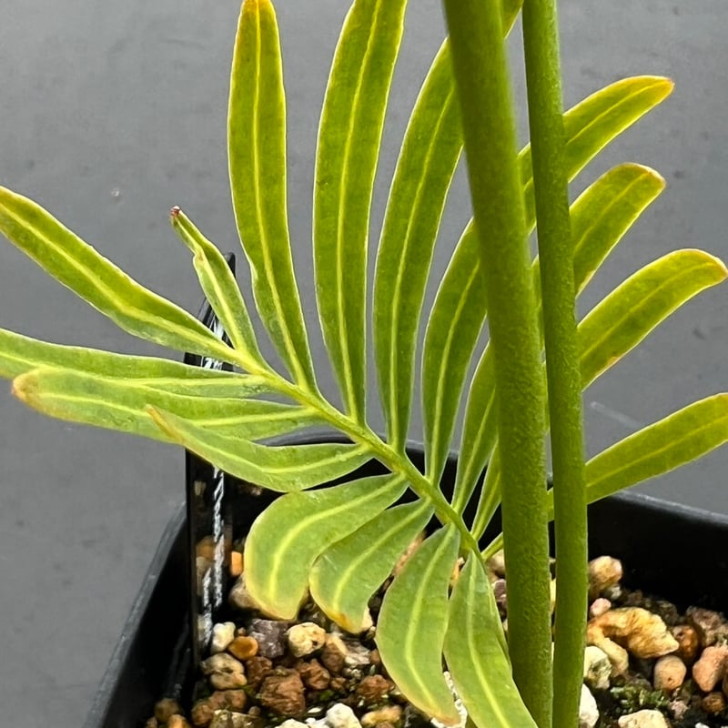 サイカス タイシルバー（Cycas sp Thai Silver）③ | MINO GREEN