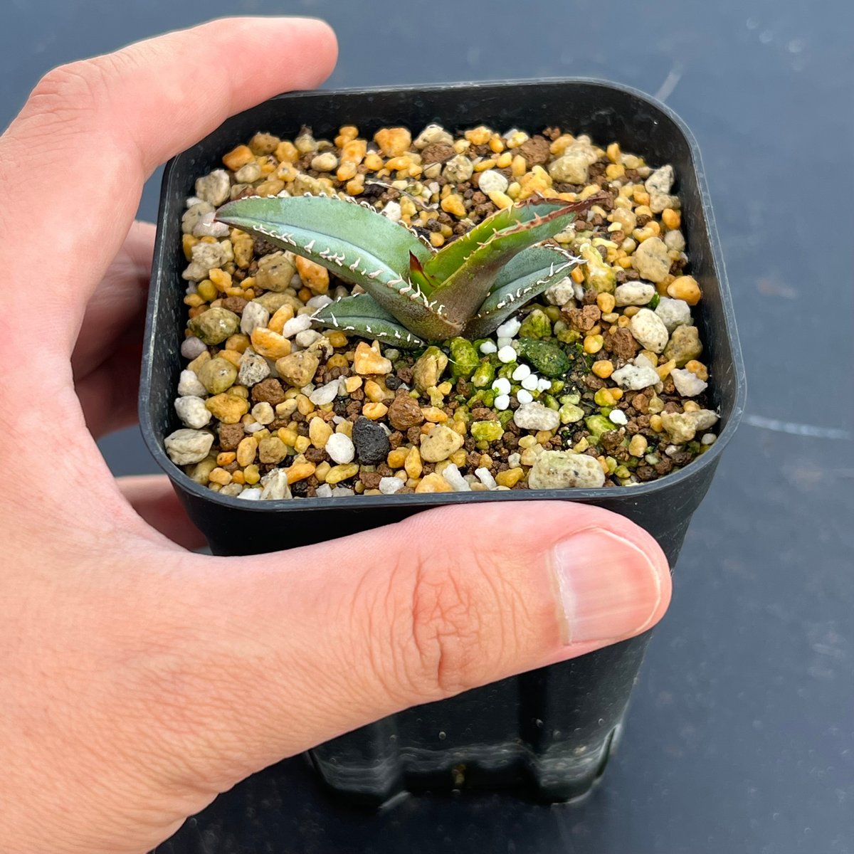 アガベ チタノタブルー 実生】Agave titanota blue seedling |