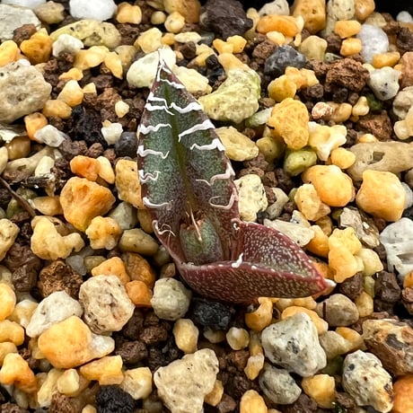 【アガベ オテロイ 実生】Agave oteroi seedling